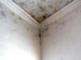 Best Forensic Mold Investigation in Fairfield Beach, OH