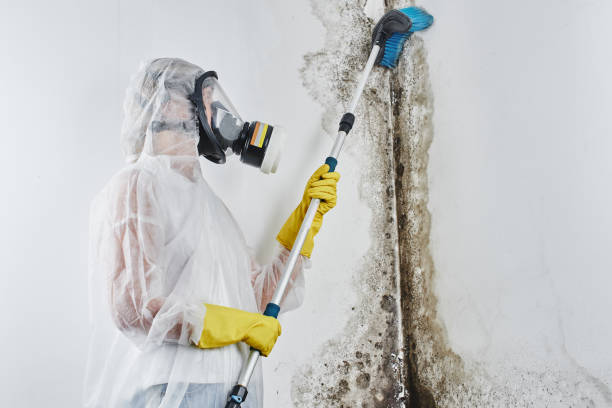 Best Biohazard Mold Removal in Fairfield Beach, OH